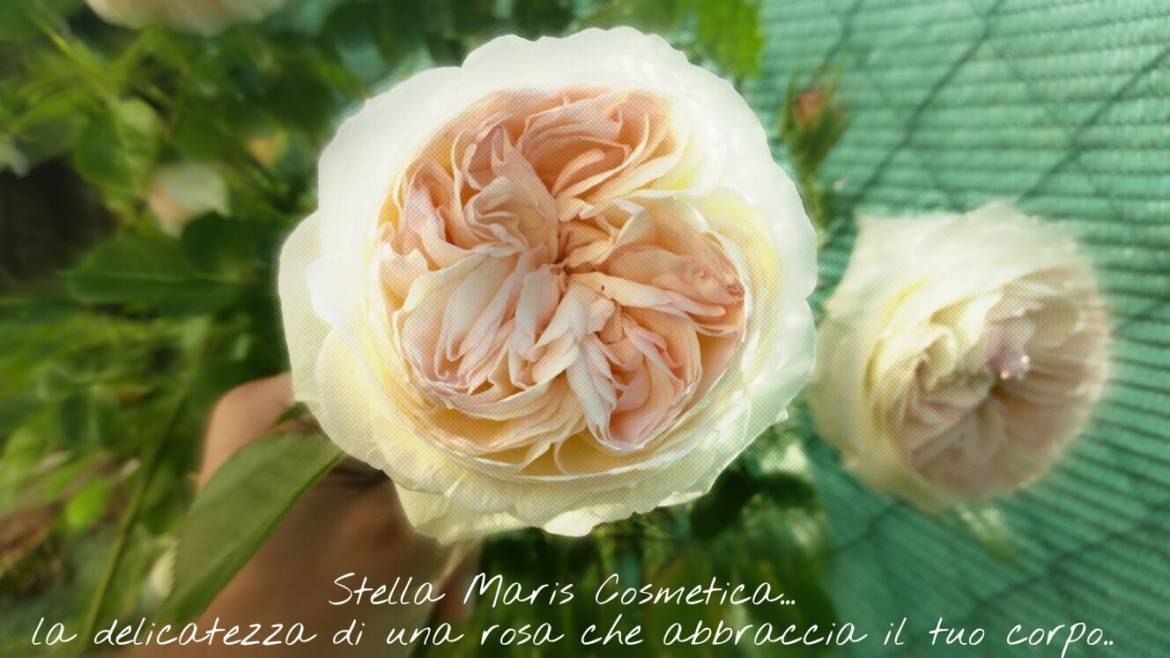 stellamaris_rosa.jpg